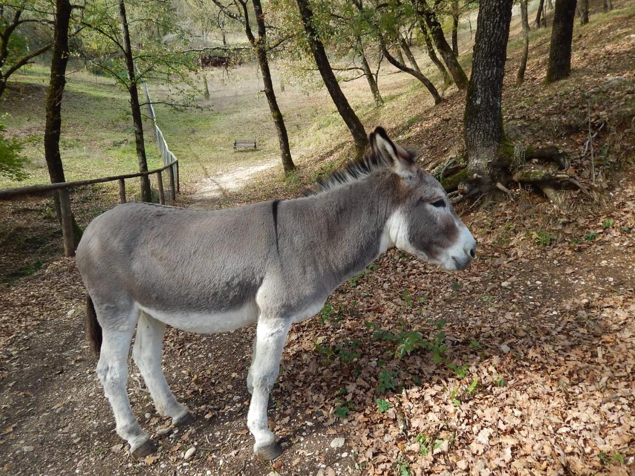 Agriturismo La Selva リエーティ エクステリア 写真